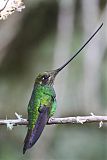 Sword-billed Hummingbirdborder=